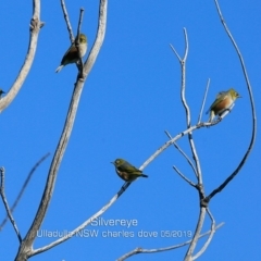 Zosterops lateralis (Silvereye) at Coomee Nulunga Cultural Walking Track - 11 May 2019 by Charles Dove