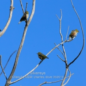 Zosterops lateralis at Ulladulla, NSW - 12 May 2019