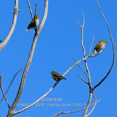 Zosterops lateralis (Silvereye) at Ulladulla - Warden Head Bushcare - 11 May 2019 by Charles Dove