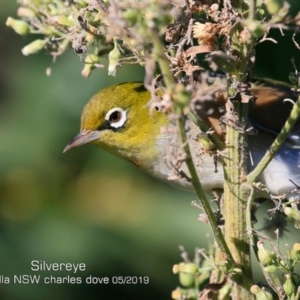 Zosterops lateralis at Ulladulla, NSW - 12 May 2019