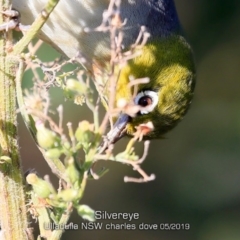 Zosterops lateralis at Ulladulla, NSW - 12 May 2019