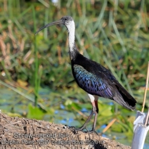 Threskiornis spinicollis at Burrill Lake, NSW - 11 May 2019 12:00 AM