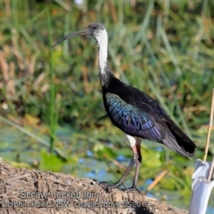 Threskiornis spinicollis (Straw-necked Ibis) at Burrill Lake, NSW - 10 May 2019 by Charles Dove