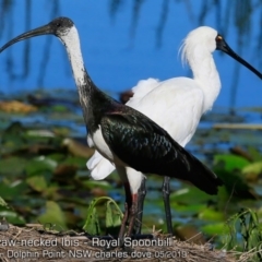 Threskiornis spinicollis at Burrill Lake, NSW - 11 May 2019