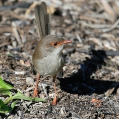 Malurus cyaneus (Superb Fairywren) at Ulladulla, NSW - 10 May 2019 by Charles Dove