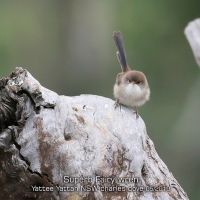 Malurus cyaneus (Superb Fairywren) at Yatte Yattah, NSW - 9 May 2019 by Charles Dove