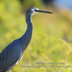 Egretta novaehollandiae (White-faced Heron) at Burrill Lake, NSW - 11 May 2019 by CharlesDove