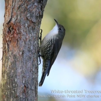 Cormobates leucophaea (White-throated Treecreeper) at Burrill Lake, NSW - 10 May 2019 by Charles Dove