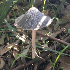 Coprinellus flocculosus (Flocculose Ink Cap) at Lake Tabourie Bushcare - 2 Apr 2019 by Cate