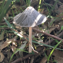 Coprinellus flocculosus (Flocculose Ink Cap) at Tabourie Lake Walking Track - 2 Apr 2019 by Cate