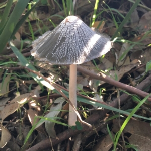 Coprinellus flocculosus at Lake Tabourie, NSW - 3 Apr 2019 10:12 AM