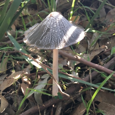 Coprinellus flocculosus (Flocculose Ink Cap) at Tabourie Lake Walking Track - 2 Apr 2019 by Cate
