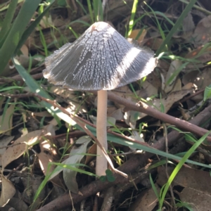 Coprinellus flocculosus at Lake Tabourie, NSW - 3 Apr 2019