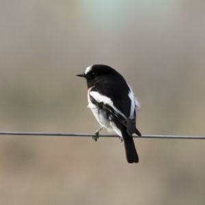 Petroica boodang at Michelago, NSW - 4 May 2019