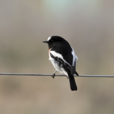 Petroica boodang (Scarlet Robin) at Michelago, NSW - 4 May 2019 by Illilanga