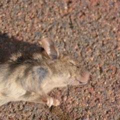 Mus musculus (House Mouse) at QPRC LGA - 21 Jan 2019 by natureguy