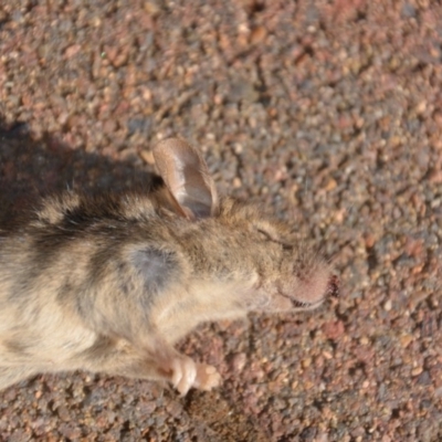 Mus musculus (House Mouse) at QPRC LGA - 21 Jan 2019 by natureguy