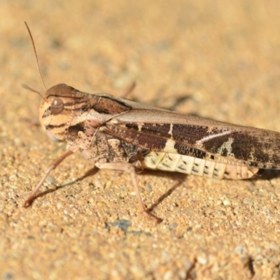 Gastrimargus musicus (Yellow-winged Locust or Grasshopper) at Wamboin, NSW - 21 Jan 2019 by natureguy