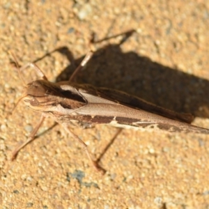 Gastrimargus musicus at Wamboin, NSW - 21 Jan 2019 11:48 AM