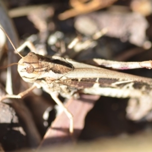 Gastrimargus musicus at Wamboin, NSW - 21 Jan 2019 11:48 AM