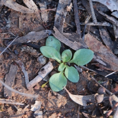 Diplodium sp. (A Greenhood) at Mount Majura - 15 May 2019 by petersan