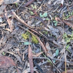 Diplodium sp. at Hackett, ACT - suppressed