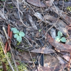 Diplodium sp. at Hackett, ACT - suppressed