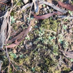 Diplodium sp. at Hackett, ACT - suppressed