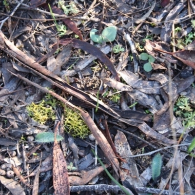 Glossodia major (Wax Lip Orchid) at Mount Majura - 15 May 2019 by petersan