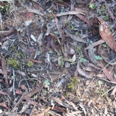 Diplodium sp. (A Greenhood) at Mount Majura - 15 May 2019 by petersan