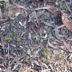 Diplodium sp. (A greenhood) at Hackett, ACT - 15 May 2019 by petersan