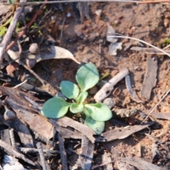 Diplodium sp. at Hackett, ACT - 15 May 2019