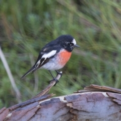 Petroica boodang (Scarlet Robin) at Michelago, NSW - 28 Jan 2016 by Illilanga