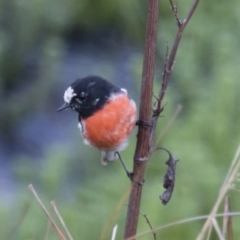 Petroica boodang at Michelago, NSW - 29 Jan 2016 06:47 AM