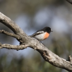 Petroica boodang (Scarlet Robin) at Michelago, NSW - 11 Jun 2018 by Illilanga