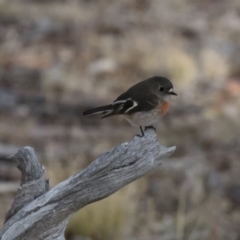 Petroica boodang at Michelago, NSW - 11 Jun 2018