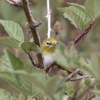 Zosterops lateralis (Silvereye) at Michelago, NSW - 24 Mar 2019 by Illilanga