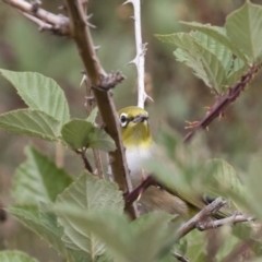 Zosterops lateralis at Michelago, NSW - 24 Mar 2019