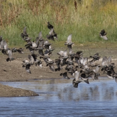 Sturnus vulgaris (Common Starling) at Michelago, NSW - 2 Apr 2018 by Illilanga