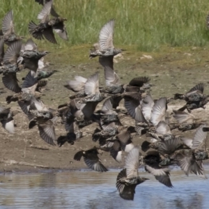 Sturnus vulgaris at Michelago, NSW - 2 Apr 2018