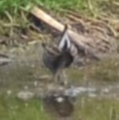 Porzana fluminea (Australian Spotted Crake) at Fyshwick, ACT - 10 Jan 2019 by natureguy