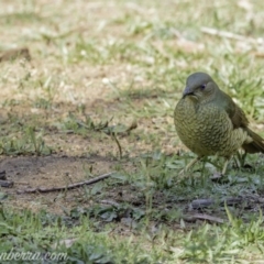 Ptilonorhynchus violaceus (Satin Bowerbird) at Hughes, ACT - 11 May 2019 by BIrdsinCanberra