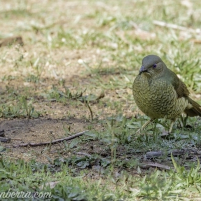 Ptilonorhynchus violaceus (Satin Bowerbird) at Hughes, ACT - 11 May 2019 by JonSteinbeck