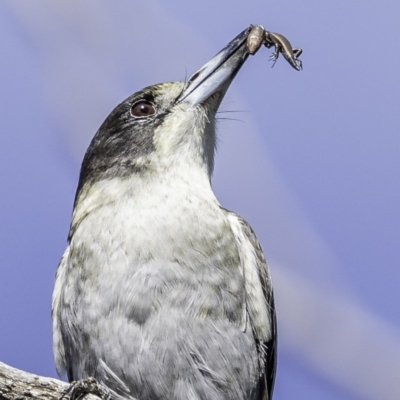 Cracticus torquatus (Grey Butcherbird) at Red Hill, ACT - 11 May 2019 by JonSteinbeck