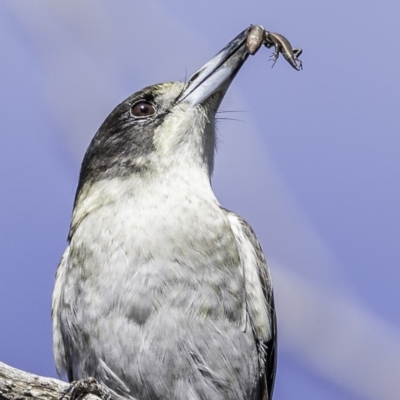 Cracticus torquatus (Grey Butcherbird) at Red Hill, ACT - 11 May 2019 by BIrdsinCanberra