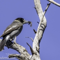 Cracticus torquatus at Red Hill, ACT - 11 May 2019