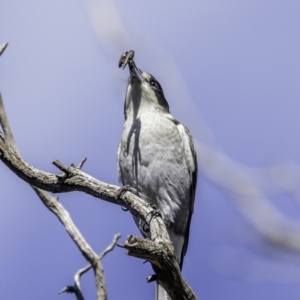 Cracticus torquatus at Red Hill, ACT - 11 May 2019