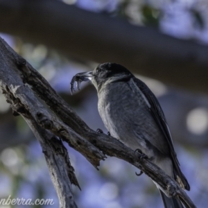 Cracticus torquatus at Red Hill, ACT - 11 May 2019 12:26 PM