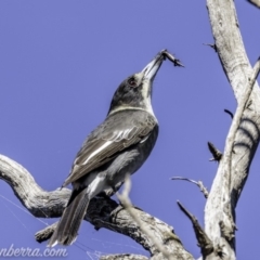 Cracticus torquatus at Red Hill, ACT - 11 May 2019 12:26 PM