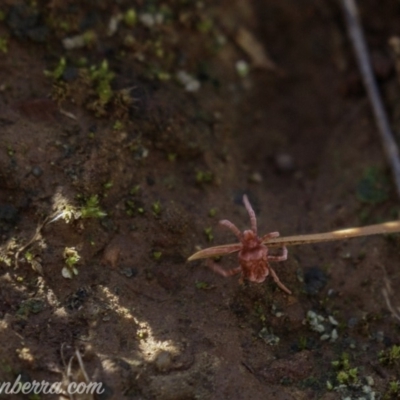 Trombidiidae (family) (Red velvet mite) at Red Hill Nature Reserve - 11 May 2019 by BIrdsinCanberra